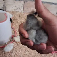 جوجه یک هفته