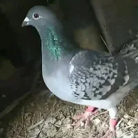 کبوتر|پرنده|نکا, |دیوار