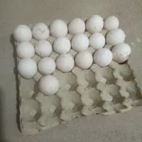 تخم بوقلمون نتفه دار