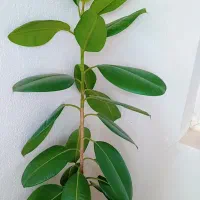 گل گیاه گل آپارتمانی
