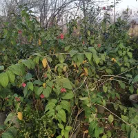 متقاضی سرایدار