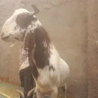 کره چپیش  ده ماهه