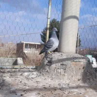 کبوتر|پرنده|سبزوار, ابارش|دیوار