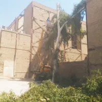 درخت بری ،رایگان قطع،بریدن درخت،هرسکاری اره|خدمات باغبانی و درختکاری|اهواز, پادادشهر|دیوار