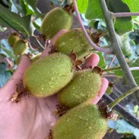 کیوی شما رو به نرخ روز خریداریم
