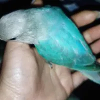 پرنده گمشده