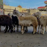 بره ماده عتیقه|حیوانات مزرعه|بروجرد, |دیوار