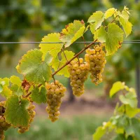 جشنواره بزرگ صــنوبرکاری  سرمایه‌ای برای آینده|خدمات باغبانی و درختکاری|خرم‌آباد, |دیوار