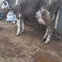 گاو بدون گوساله‌