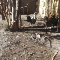 مرغ گلین نیمچه و لاری گلین|حیوانات مزرعه|رفسنجان, |دیوار