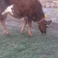 گوساله ماده|حیوانات مزرعه|صومای برادوست, |دیوار