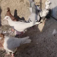 کفتر