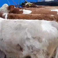 قطبه گوساله‌ سمینتال|حیوانات مزرعه|مرودشت, رودبال|دیوار