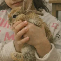 خرگوش مینیاتوری