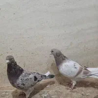 فروش چند جفت نرو ماده سرور و شازده سرور و هما|پرنده|تهران, بهارستان|دیوار