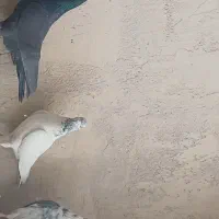 کفتر|پرنده|لنجان, |دیوار