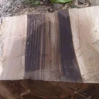 خریدار درخت خشک|خدمات باغبانی و درختکاری|سنندج, |دیوار