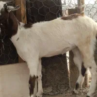 دو عدد کیسه بز|حیوانات مزرعه|قلعه قاضی, |دیوار