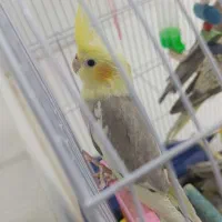 پرنده|پرنده|تربتحیدریه, کاشانی|دیوار