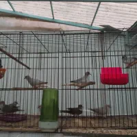 کبوتر زینتی الماسی|پرنده|بهشهر, |دیوار