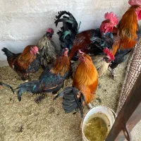 خروس مینیاطوری و محلی