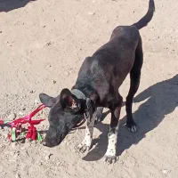 سگ نگهبان گیرندع ماده سیاه|سگ|ایرانشهر, |دیوار