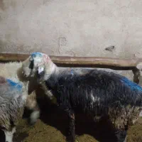 گوسفند فروشی|حیوانات مزرعه|بروجرد, |دیوار