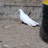 کبوتر