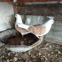 کبوتر تزیینی|پرنده|دیلم, |دیوار