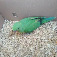 ملنگو سرلاکی نرمه خور