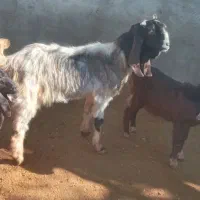 گوسفند|حیوانات مزرعه|ازنا, |دیوار