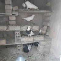 کبوتر