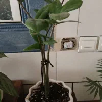 گل و گلدون|گل و گیاه طبیعی|فلاورجان, |دیوار