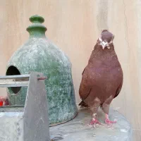 کفتر سورخ کاکلی نر ماده تیر دم سیاه