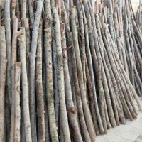 چوب البالو ،مو،