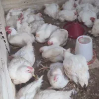 مرغ همشهریان عزیز