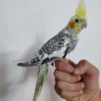 عروس هلندی اهلی دوکت|پرنده|تبریز, |دیوار