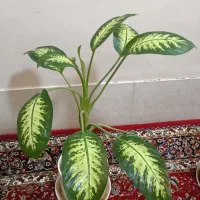 تعدادی گل‌های دیفن باخیا