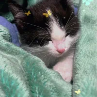 واگذاری بچه گربه ۲ ماهه|گربه|تهران, ارامنه|دیوار