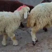 بره نر و ماده