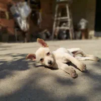 توله سگ شیواوا+اشپیتز|سگ|رستمکلا, |دیوار