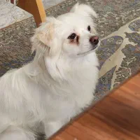 ۲ عدد سگ پاپی و توله های تازه به دنیا آمده بازیگوش|سگ|ابریشم, |دیوار