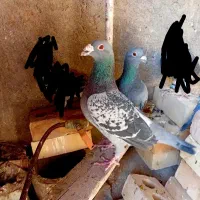 کبوتر آلمانی یا پلاکی اصیل مسافت متوسط به ظمانت