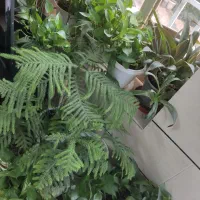 مقدار گل و گلدان سالم به فروش می‌رسد .|گل و گیاه طبیعی|شیراز, محراب|دیوار