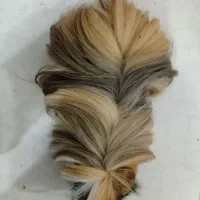 خوکچه هندی|موش و خرگوش|رشت, رشتیان|دیوار