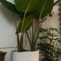 بابا آدم یا باباآدم