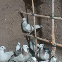 کفتر ده عدد