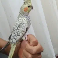 ملنگو یک ساله ماده نیمه دستی، عروس هلندی |پرنده|طرقبه, |دیوار