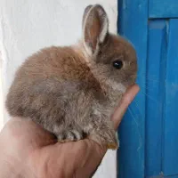 خرگوش لوپ۱ماهه