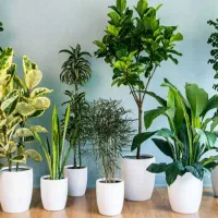 کلیه ی خدمات فضای سبز بابیش ازده سال تجربه